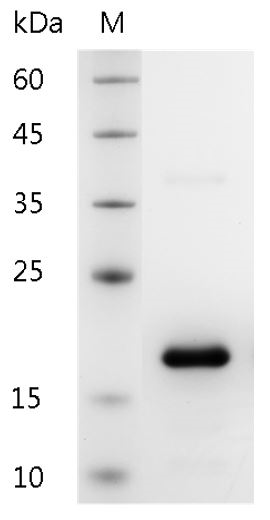 Human IL-25 Protein, His tag (Animal-Free)