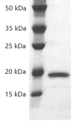 Human IL-1α/IL1A protein