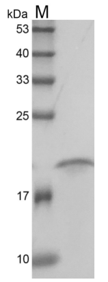 Human sRANKL protein