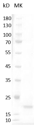 Human M-CSF Protein