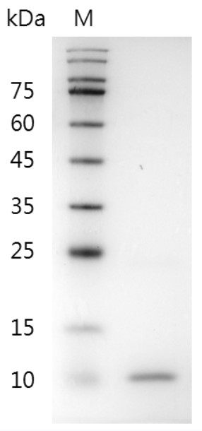 Mouse BMP-4 protein