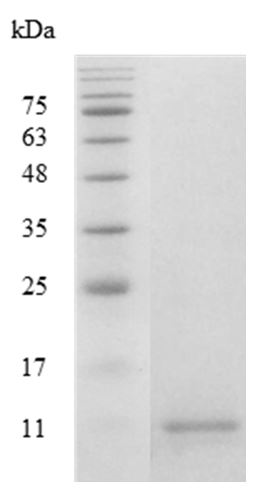 Human CCL4 Protein (Animal-Free)