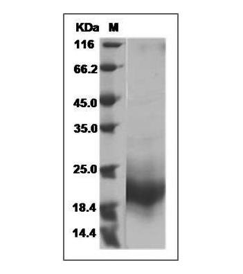 Mouse GM-CSF protein