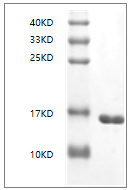 Human IL-36α protein