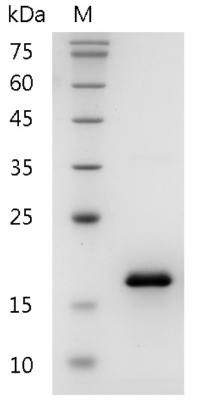 Mouse CCL2 protein