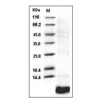 Human EGF protein