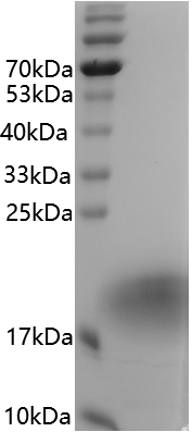 Human IL-4 protein