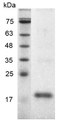 Human BMP-16 Protein, His tag (Animal-Free)