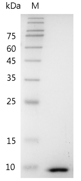 Mouse CXCL3 Protein, His tag (Animal-Free)