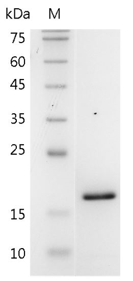Mouse IL-36α Protein, His tag (Animal-Free)
