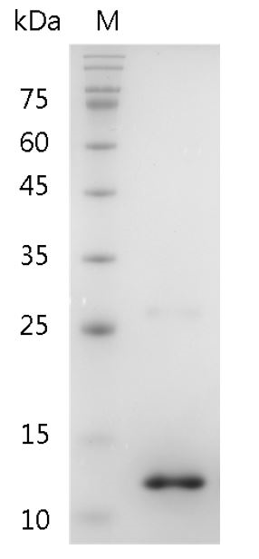 Human BMP-10 Protein, His tag (Animal-Free)