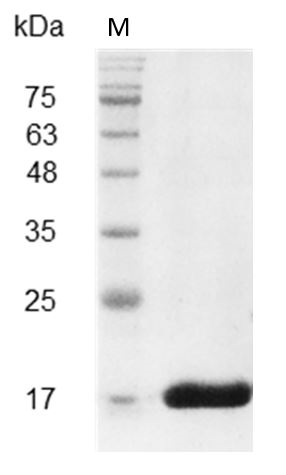 Mouse IL-36γ Protein, His tag (Animal-Free)