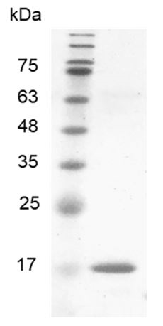 Human BMP-8a Protein, His tag (Animal-Free)