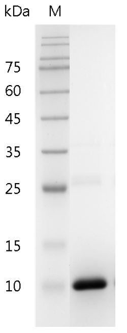 Human TGF-β2 Protein, His tag (Animal-Free)