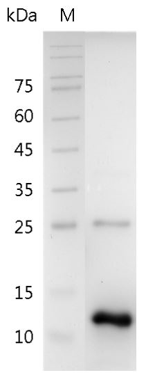 Human BMP-11 Protein, His tag (Animal-Free)