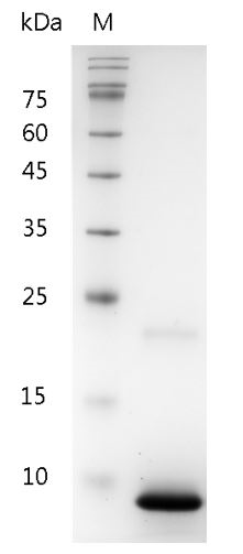 Human CXCL3 Protein, His tag (Animal-Free)
