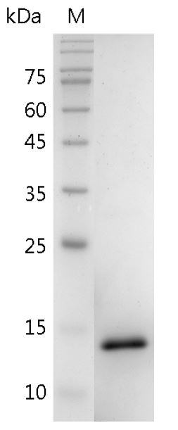 Human BMP-9 Protein, His tag (Animal-Free)