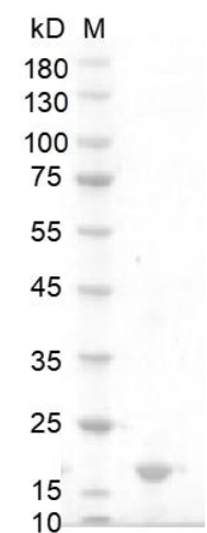 Human IFN-α1a protein