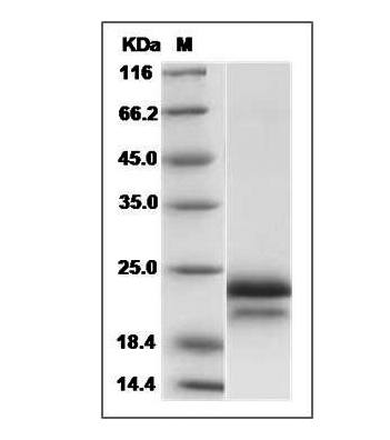 Human VEGF165 protein