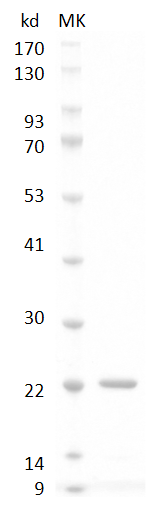 Human FGF-10 Protein, His tag