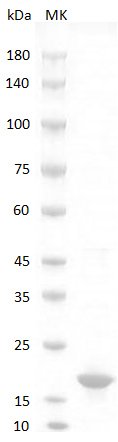 Mouse TRAIL Protein