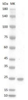 Human OSM Protein