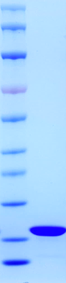 Rat TNF-α protein
