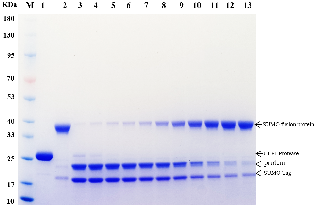 Ulp1 (SUMO Protease /Ulp1 peptidase)