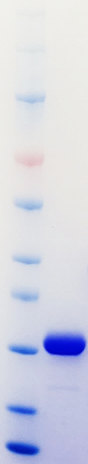 Ulp1 (SUMO Protease /Ulp1 peptidase)