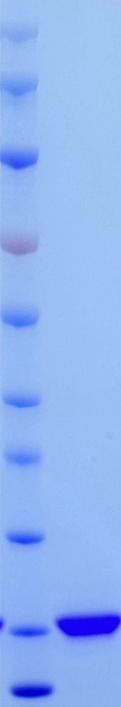 Mouse bFGF protein