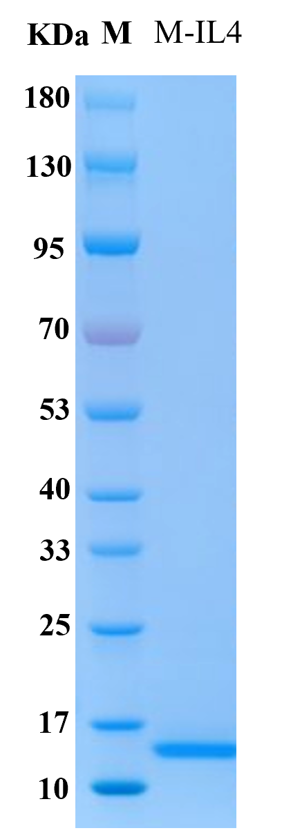 Mouse IL-4 protein